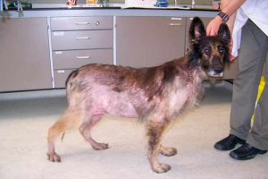 Opasnost od sindroma cushinga u pasa Opasnost od sindroma cushinga u pasa